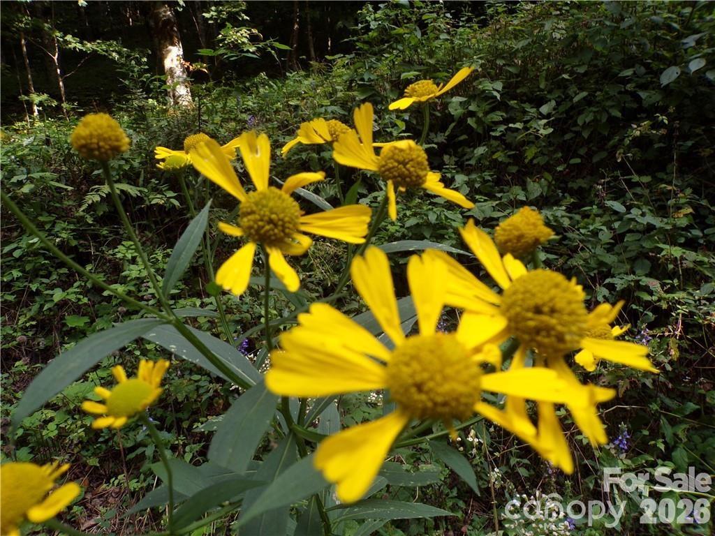 Acreage at 24 Tater Patch Road, Maggie Valley, photo 23 of 46
