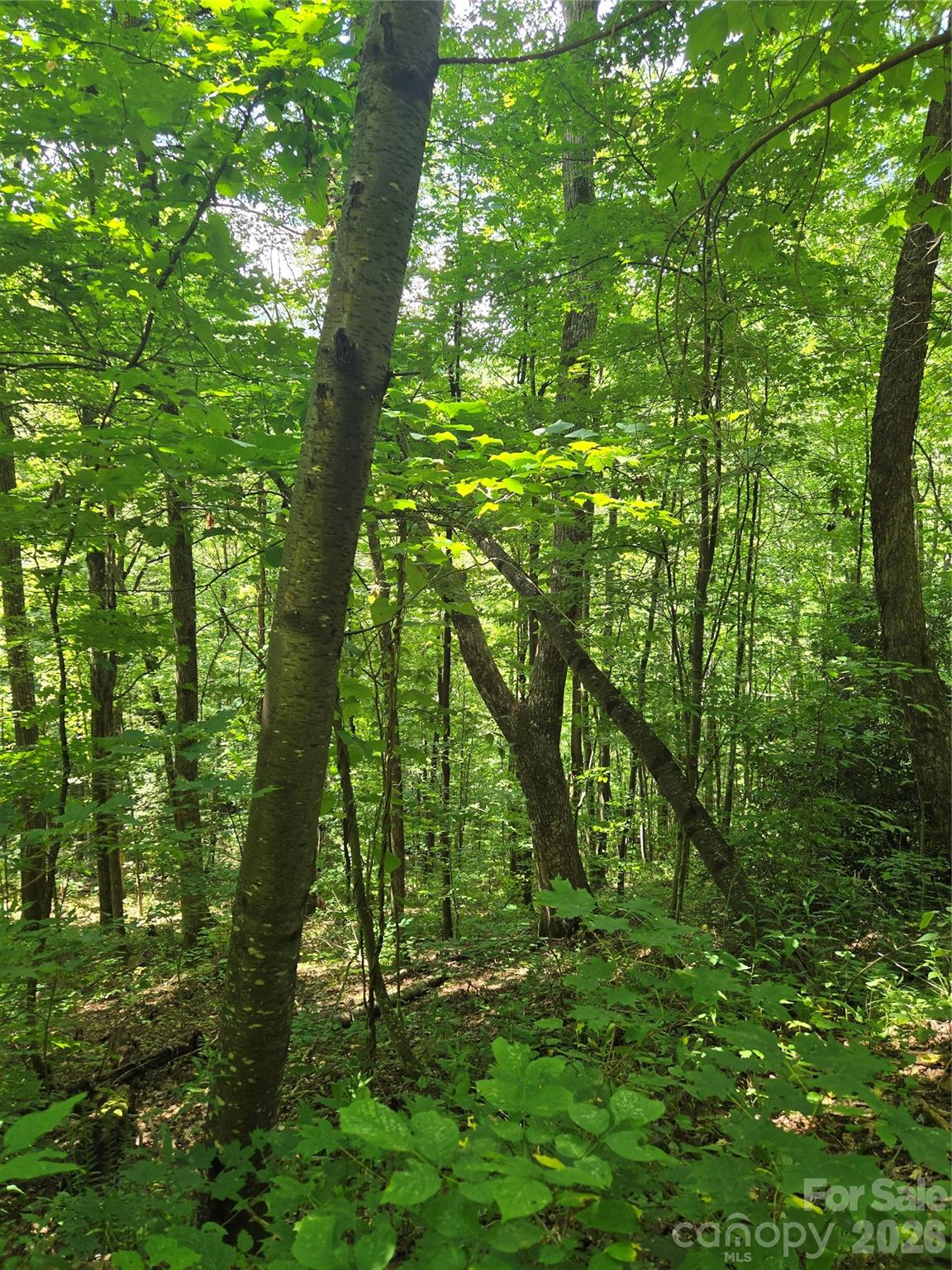 Acreage at 24 Tater Patch Road, Maggie Valley, photo 29 of 46