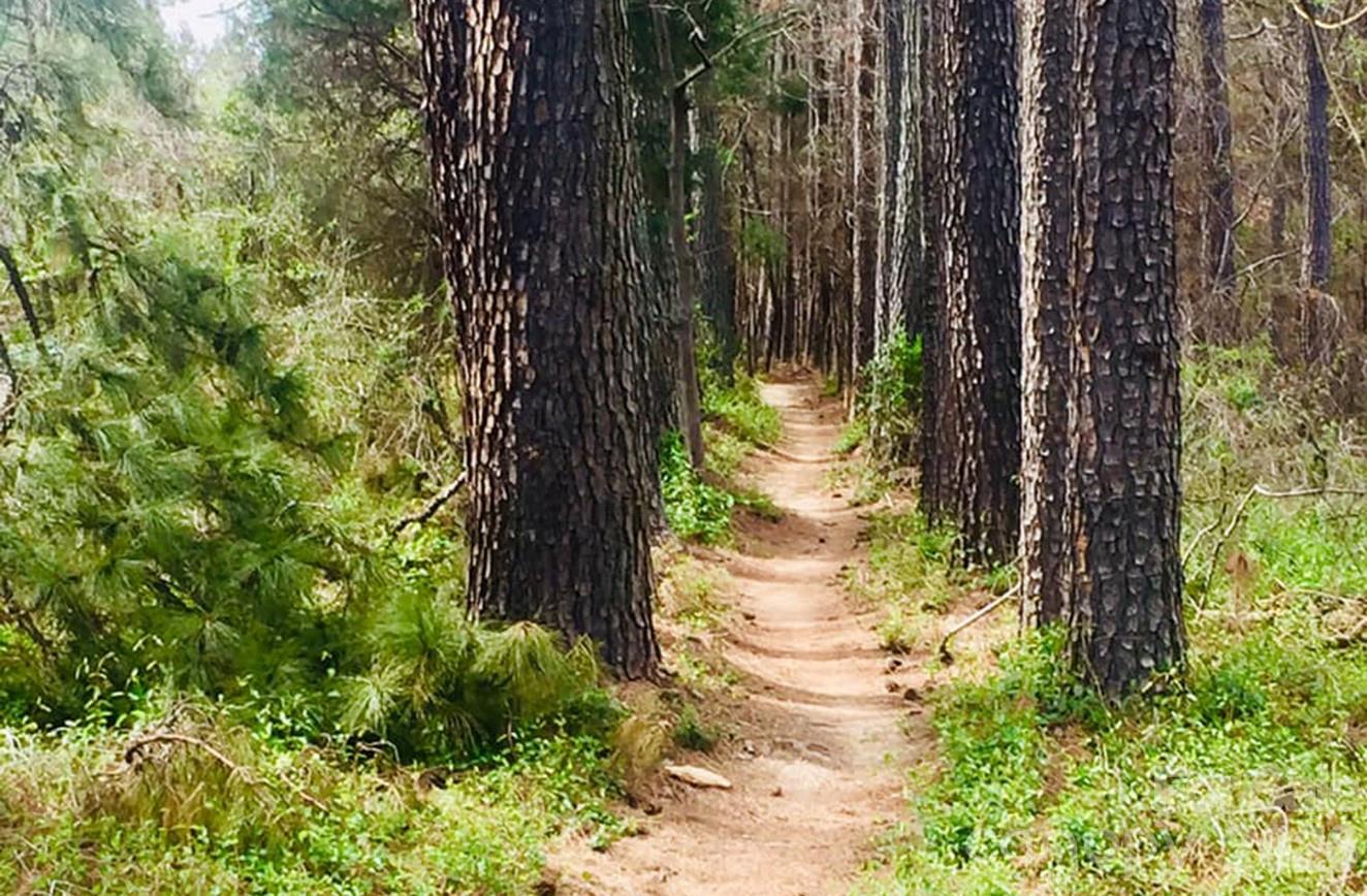 Purser-Hulsey trails close by! - 3401 Tracelake Drive, Matthews