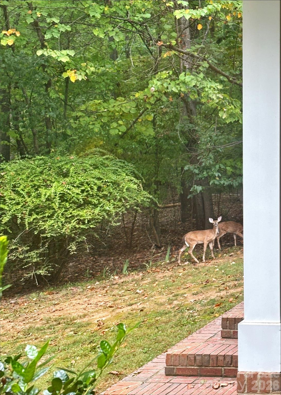 Deer on property - Sept 2026 - 3426 Driftwood Drive, Gastonia