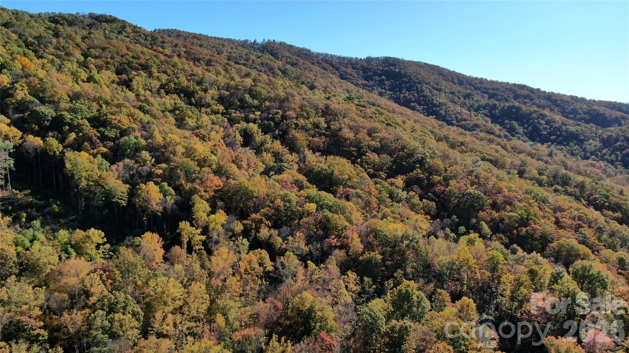 Fall time leaves! - 99999 Bee Tree Road, Swannanoa