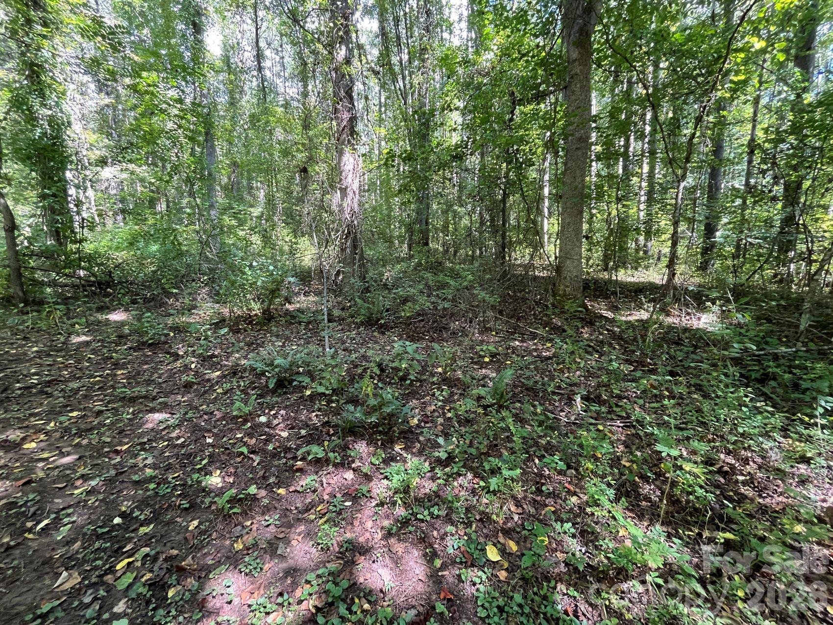 Some of the gentle topo in the woodlands - 132 Hurd Road, Canton
