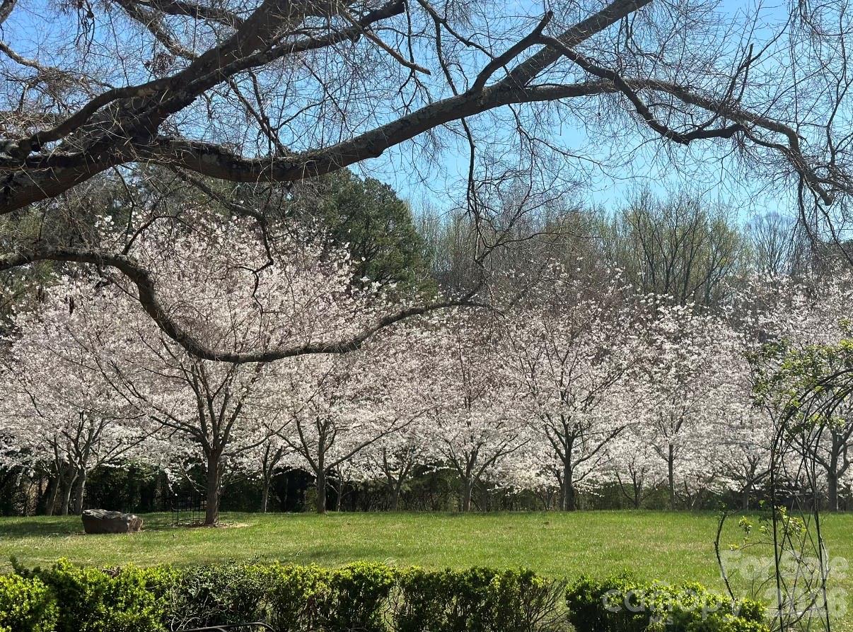 Cherry blossoms in full bloom - 832 Wren Road, Gastonia