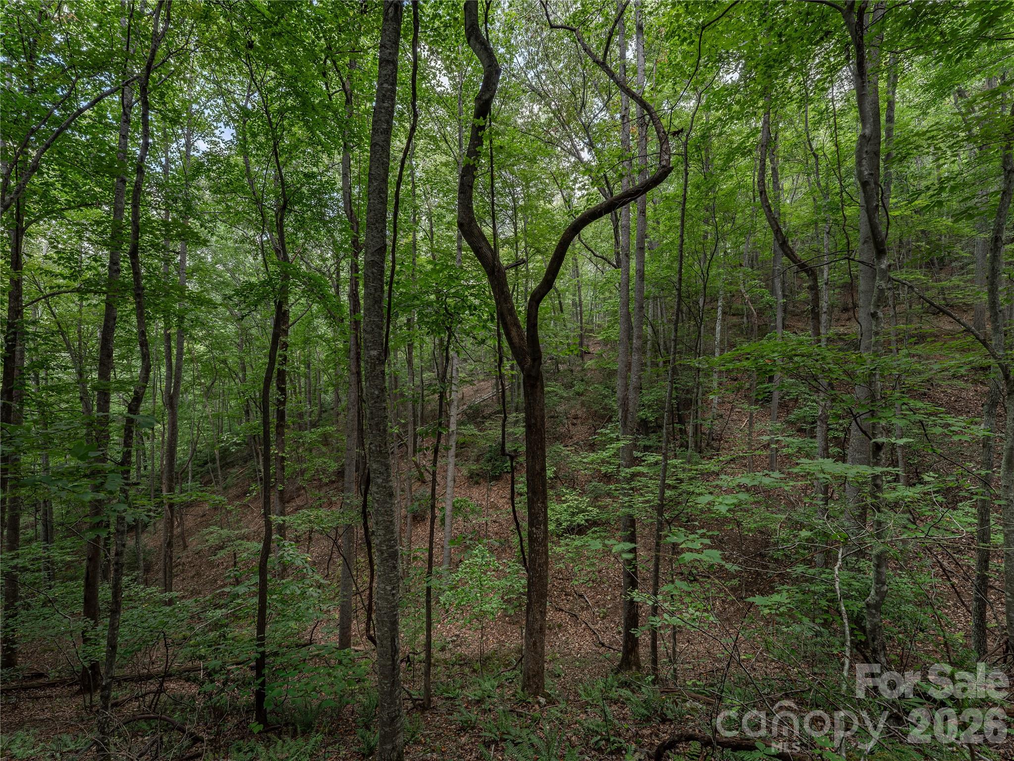Acreage at 99999 Saw Branch Road, Candler, photo 4 of 37