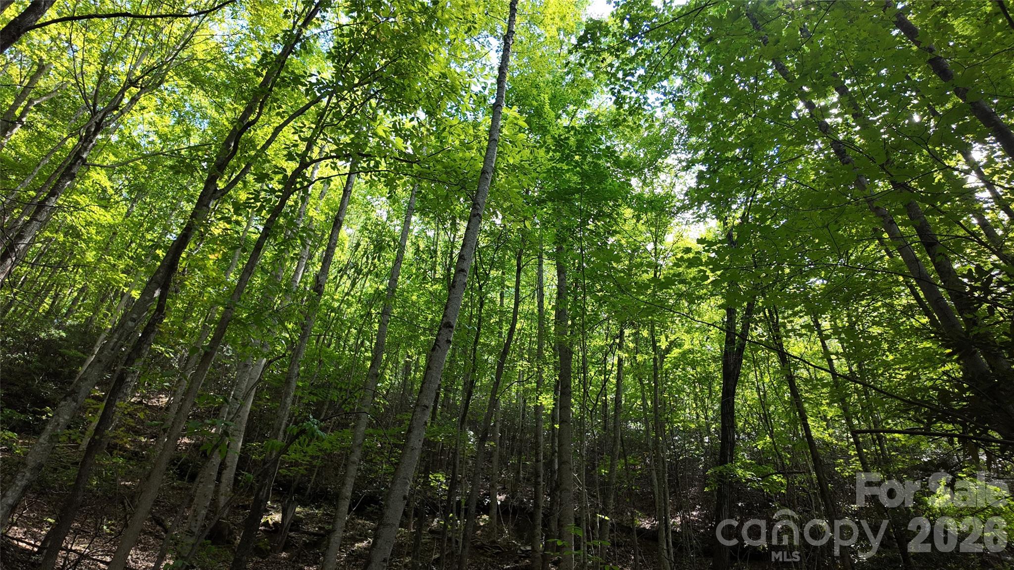 Acreage at 99999 Saw Branch Road, Candler, photo 12 of 37