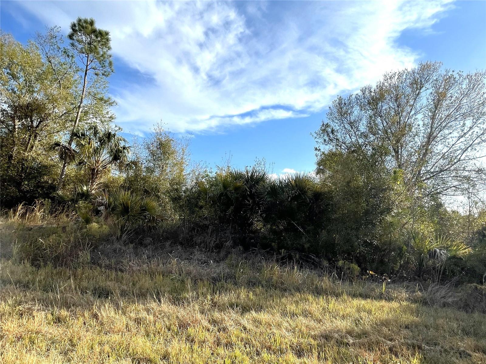NO SCRUB JAY OR TORTOISE - MARLBERRY RD, NORTH PORT