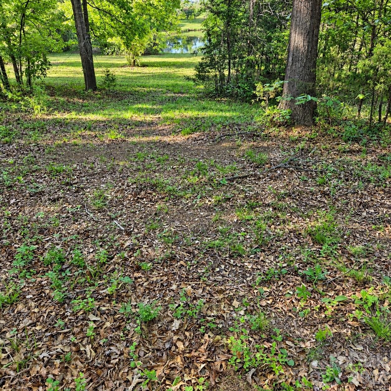 3628 Rainey Ave - Clearing near the pond - 3628 Rainey Avenue, Sharon