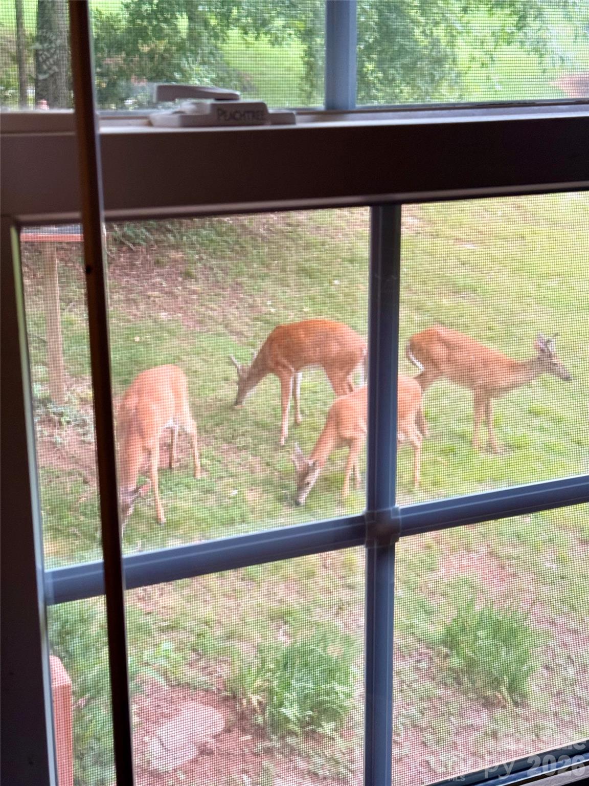 Recent picture of wildlife taken by owner. - 95 Holly Ridge Road, Waynesville