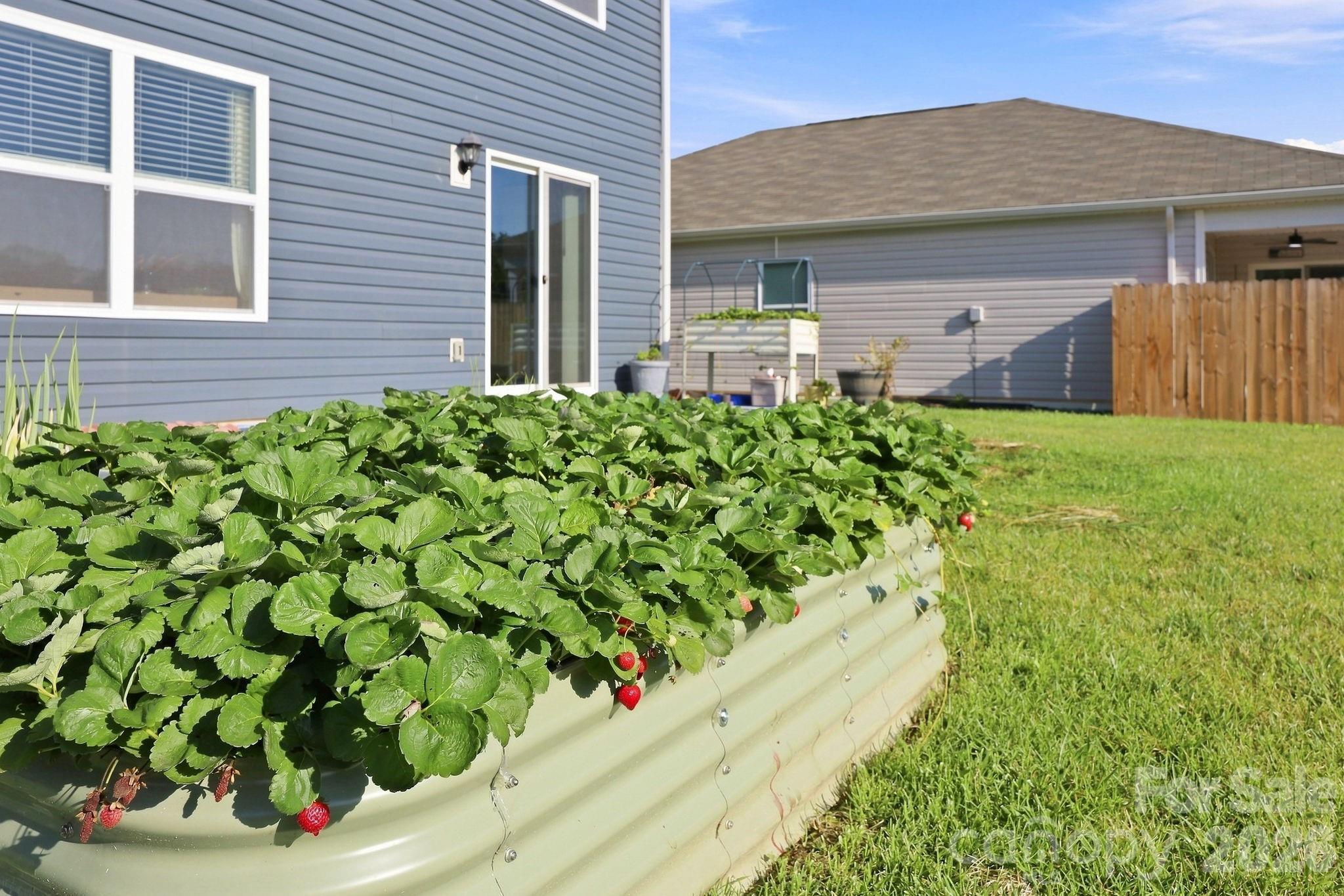 Strawberry plants - 16 Madelyn Drive, Clyde