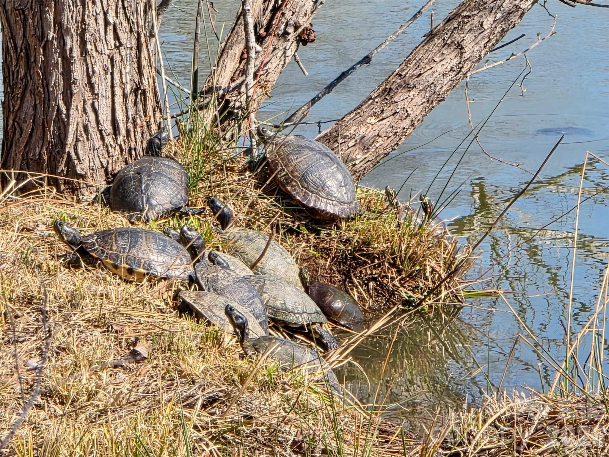 Turtles in Back Yard/Pond - 5227 Crystal Lakes Drive, Rock Hill