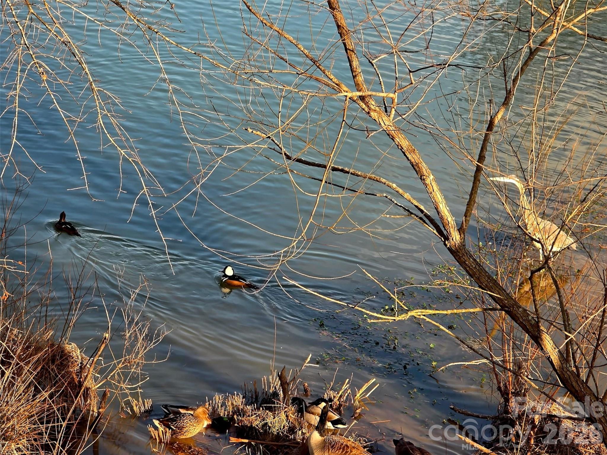 Bird Watching at the Pond - 5227 Crystal Lakes Drive, Rock Hill