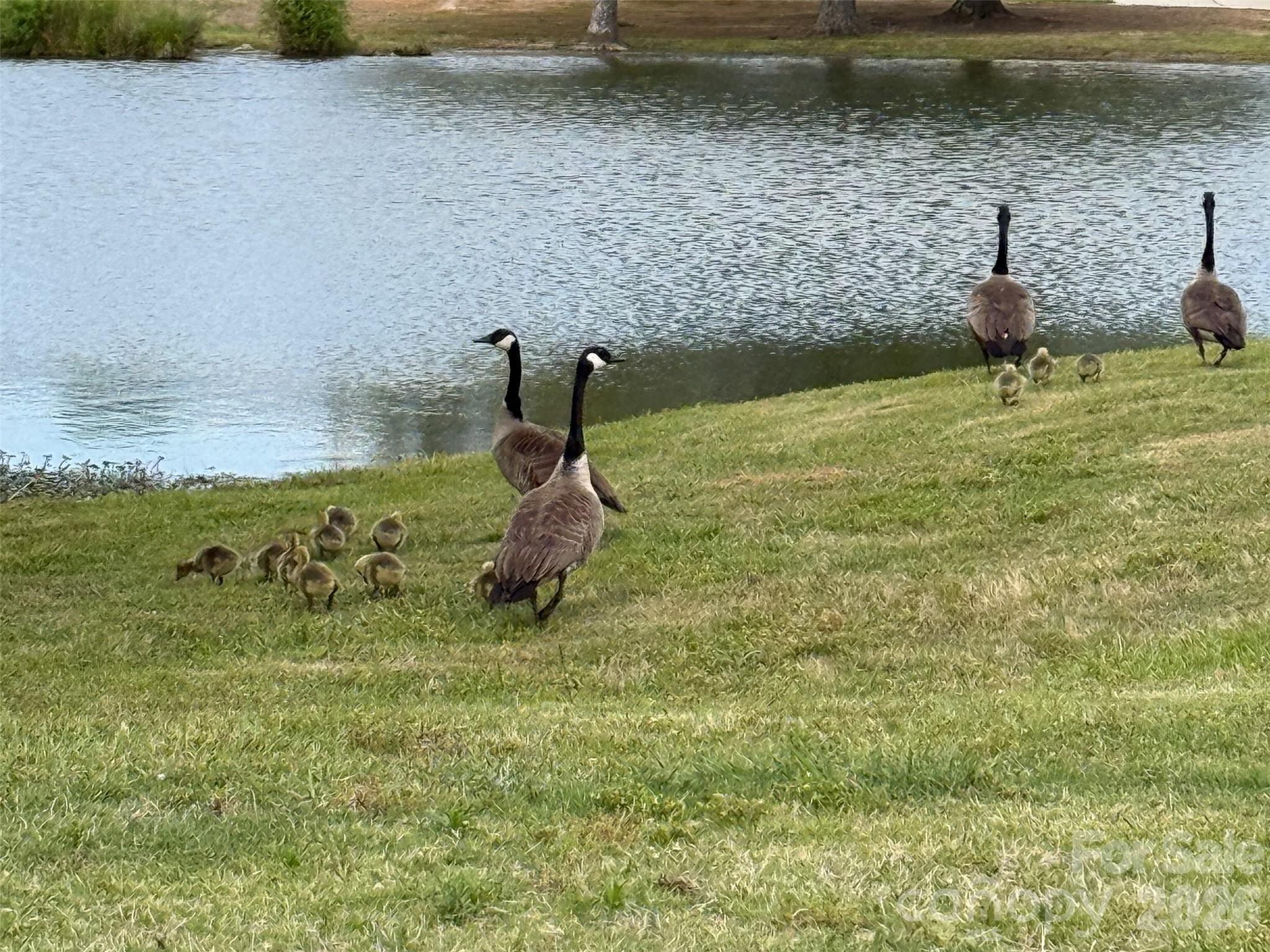 Gaggle of Geese by the Pond - 5227 Crystal Lakes Drive, Rock Hill