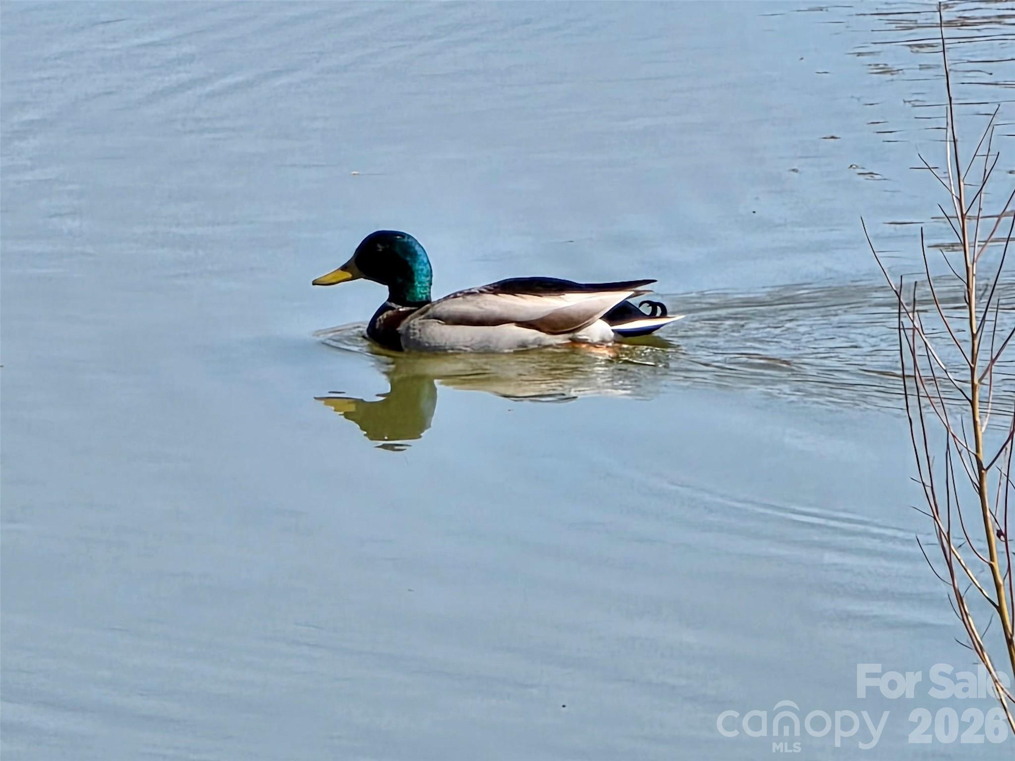 Mallard Duck in Pond - 5227 Crystal Lakes Drive, Rock Hill