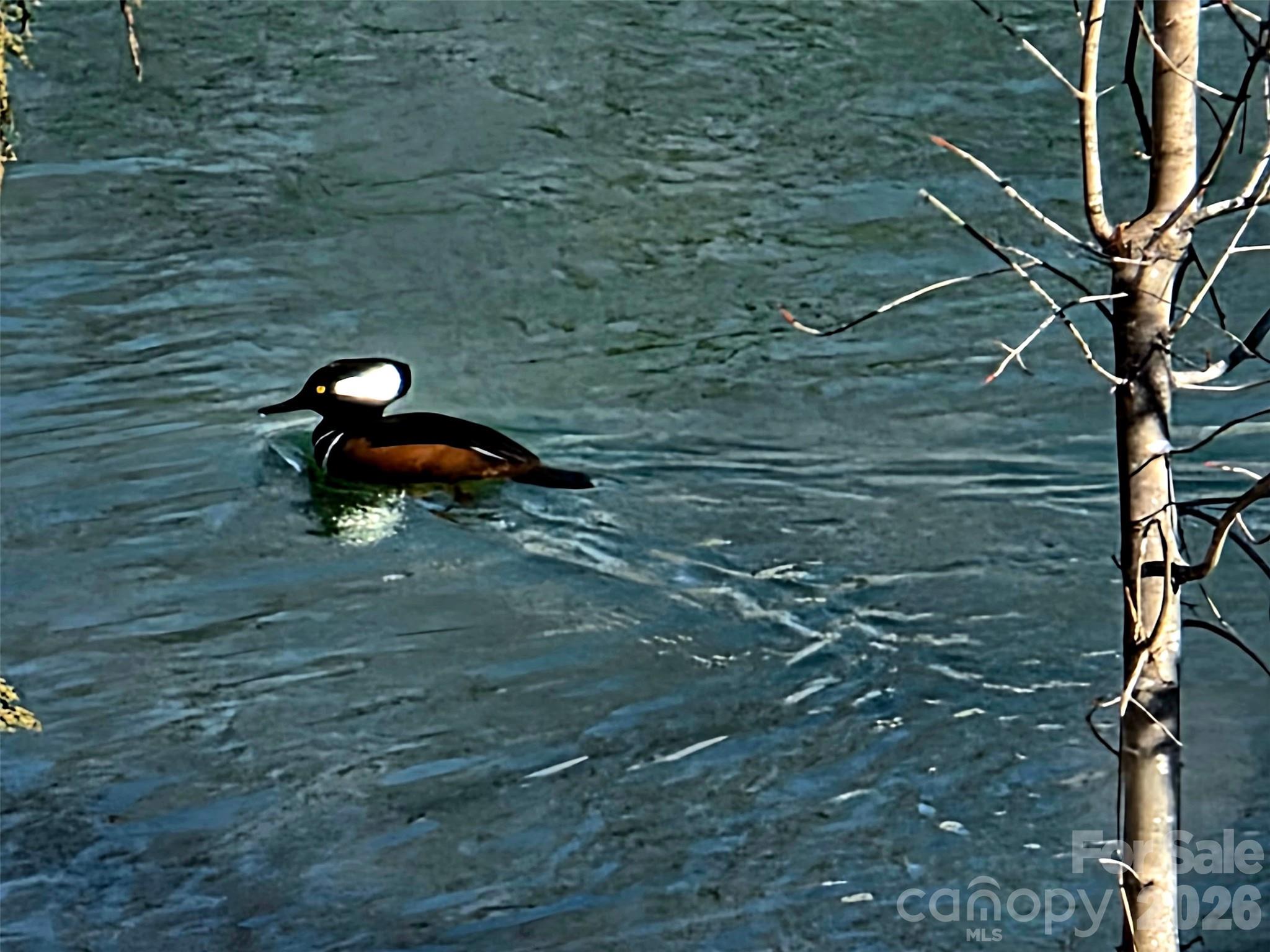 Hooded Merganser on the Pond - 5227 Crystal Lakes Drive, Rock Hill