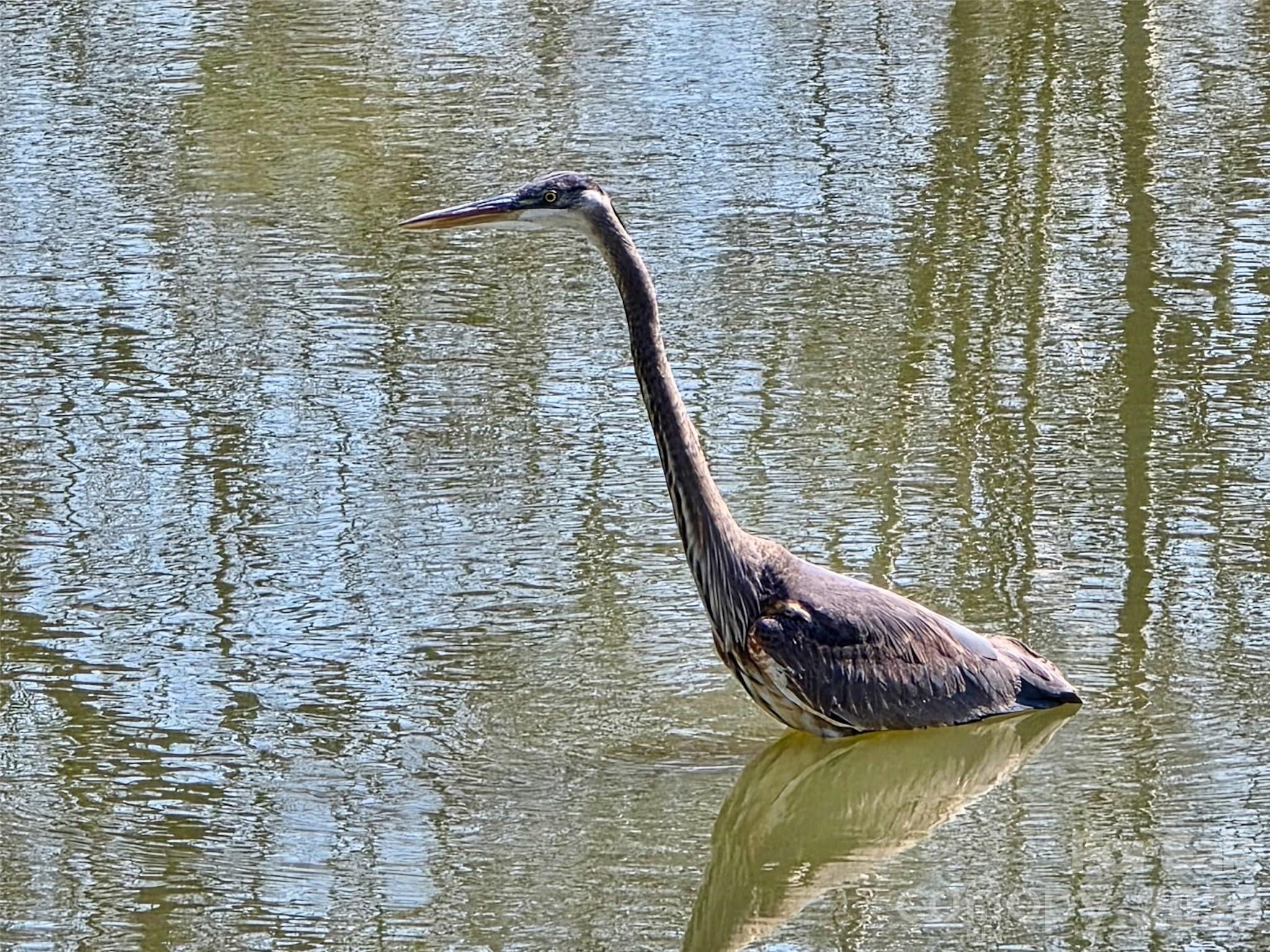 Blue Heron in the Pond - 5227 Crystal Lakes Drive, Rock Hill