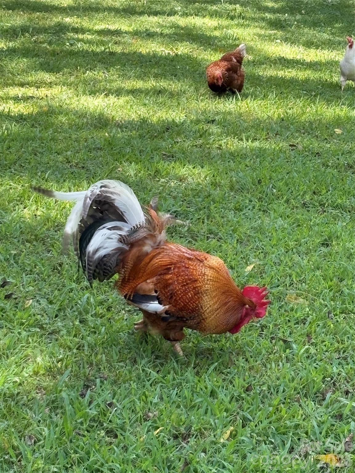 Chickens born on the property convey. Hobby farming is just the beginning - 10915 Beatties Ford Road, Huntersville