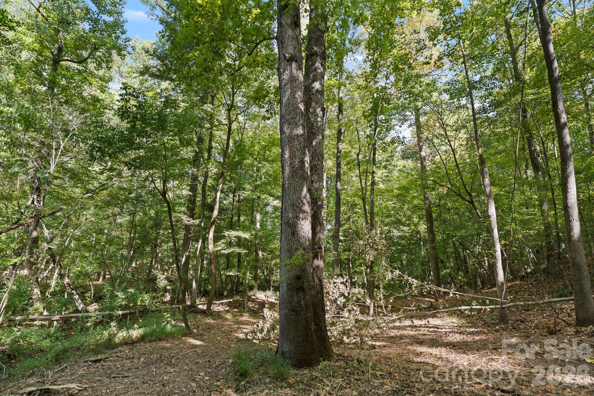 mature oaks throughout and other mixed timber - 630 Turkey Creek Ridge Road, York