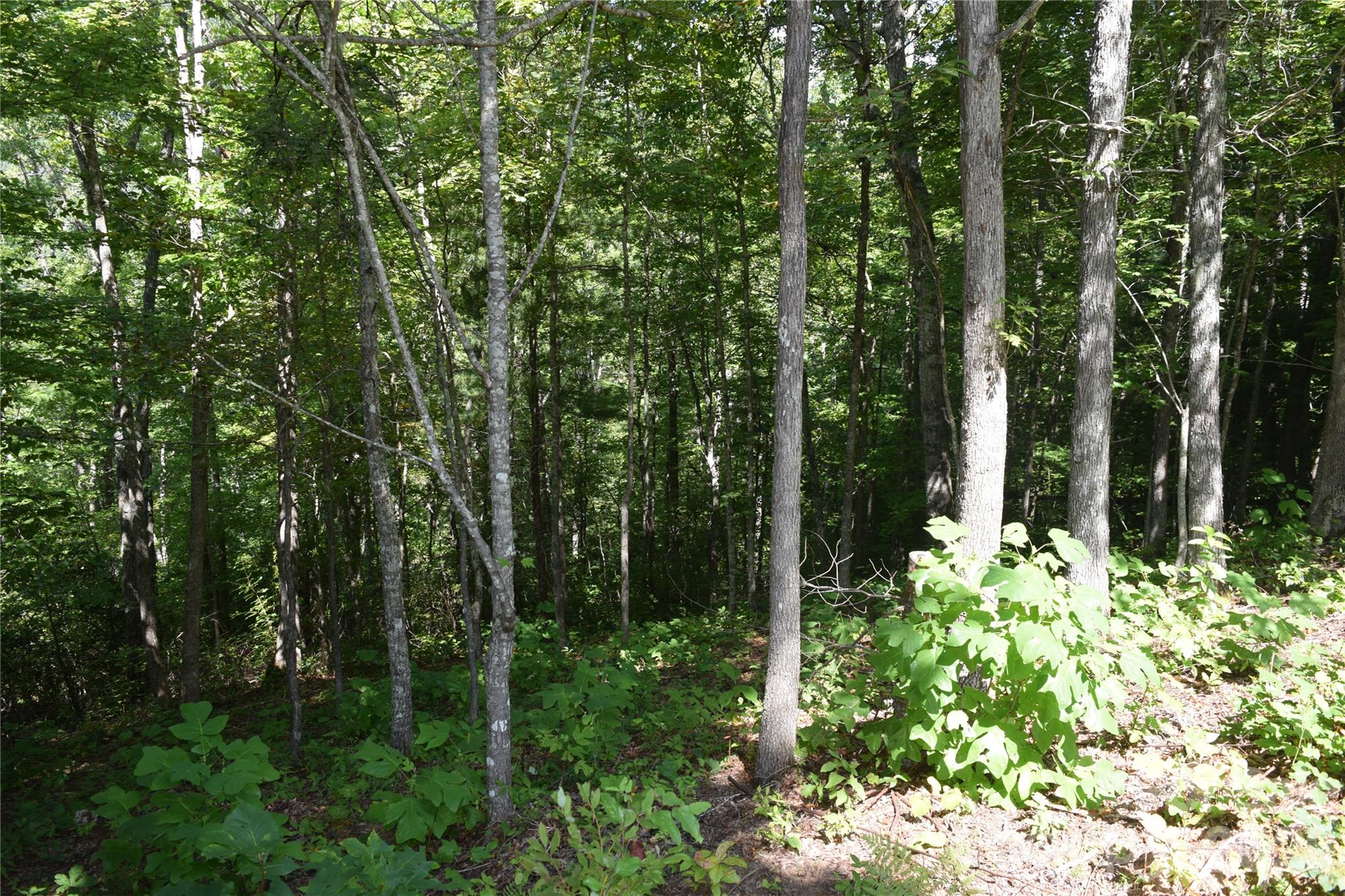 Lot 47, mid to late summer - TBD Preservation Trail, Sylva