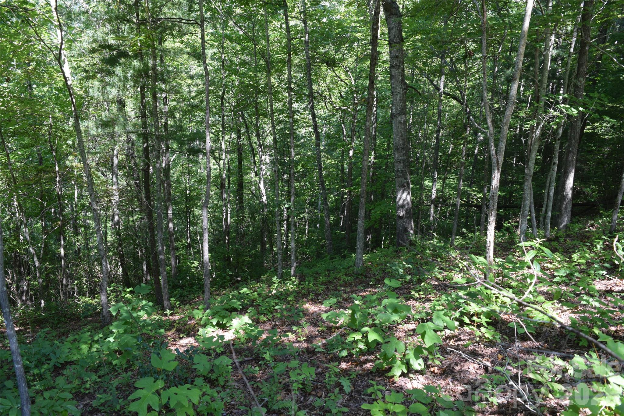 Lot 47, mid to late summer - TBD Preservation Trail, Sylva
