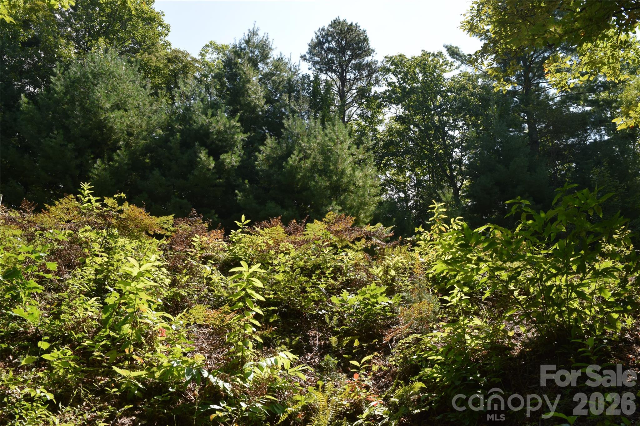 Looking up to road from middle of Lot 47 - TBD Preservation Trail, Sylva