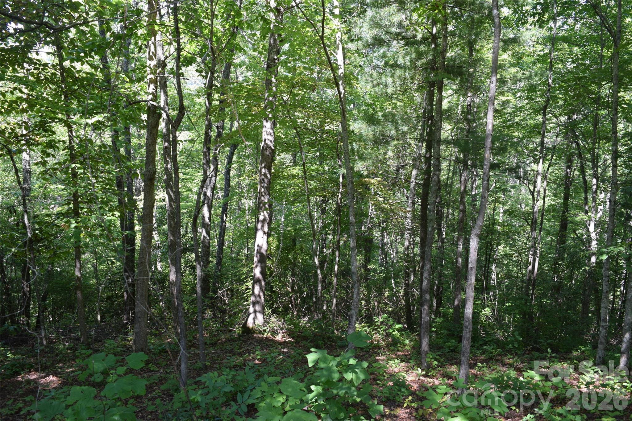 Lot 47, mid to late summer - TBD Preservation Trail, Sylva