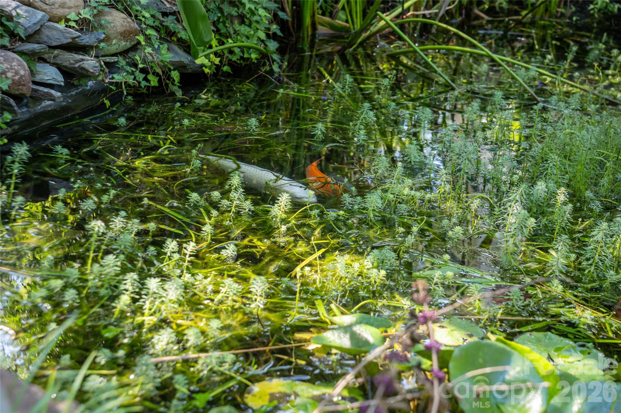 Koi Pond - 3482 Polk County Line Road, Rutherfordton