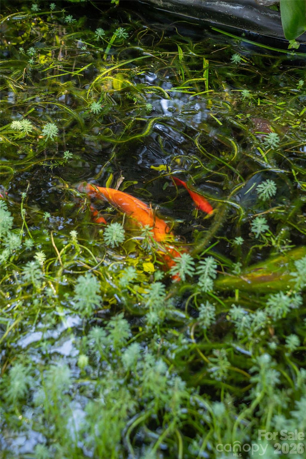 Koi Pond - 3482 Polk County Line Road, Rutherfordton