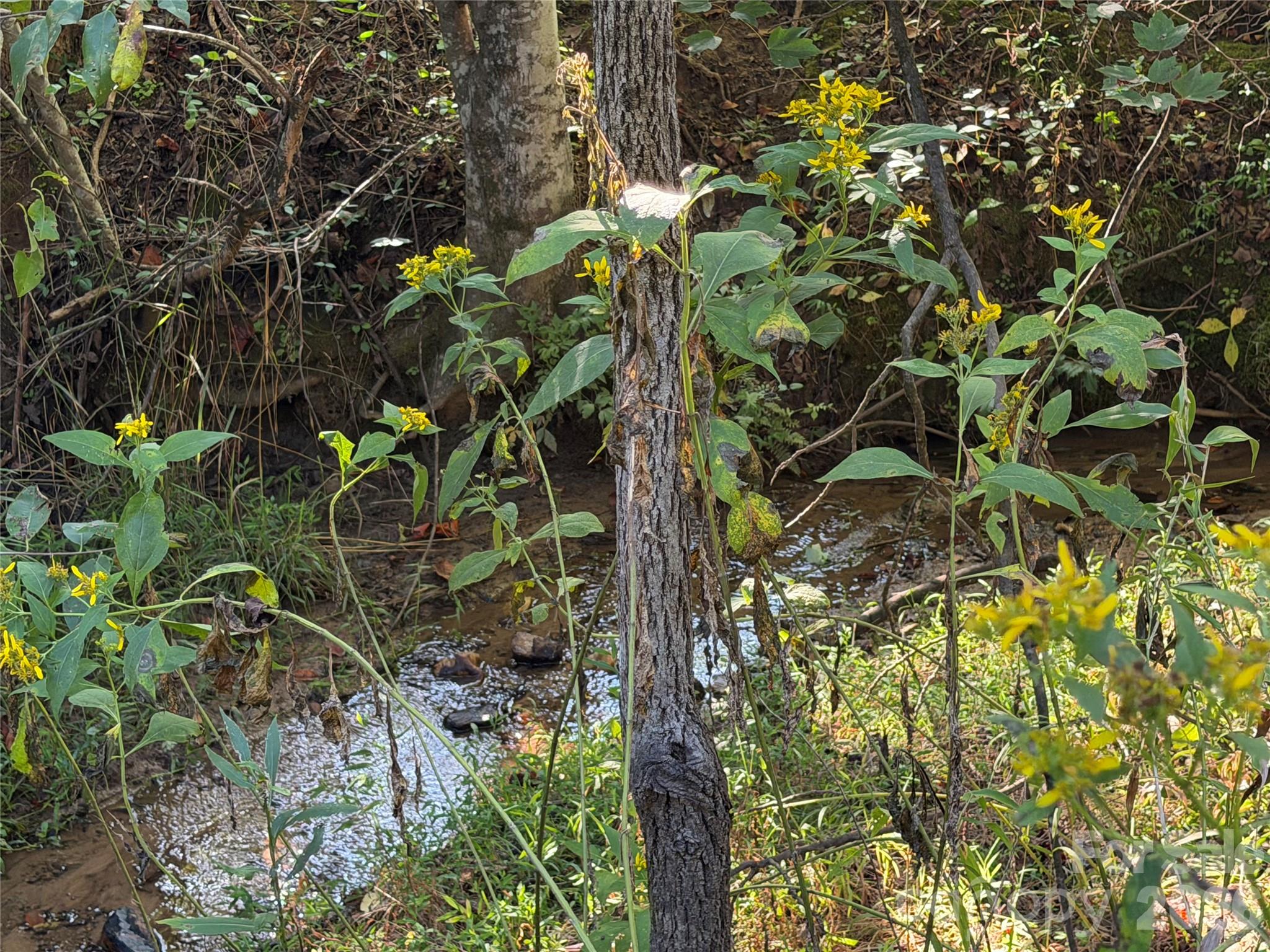 Meandering Creek - 184 Crawford Hollow, Rutherfordton