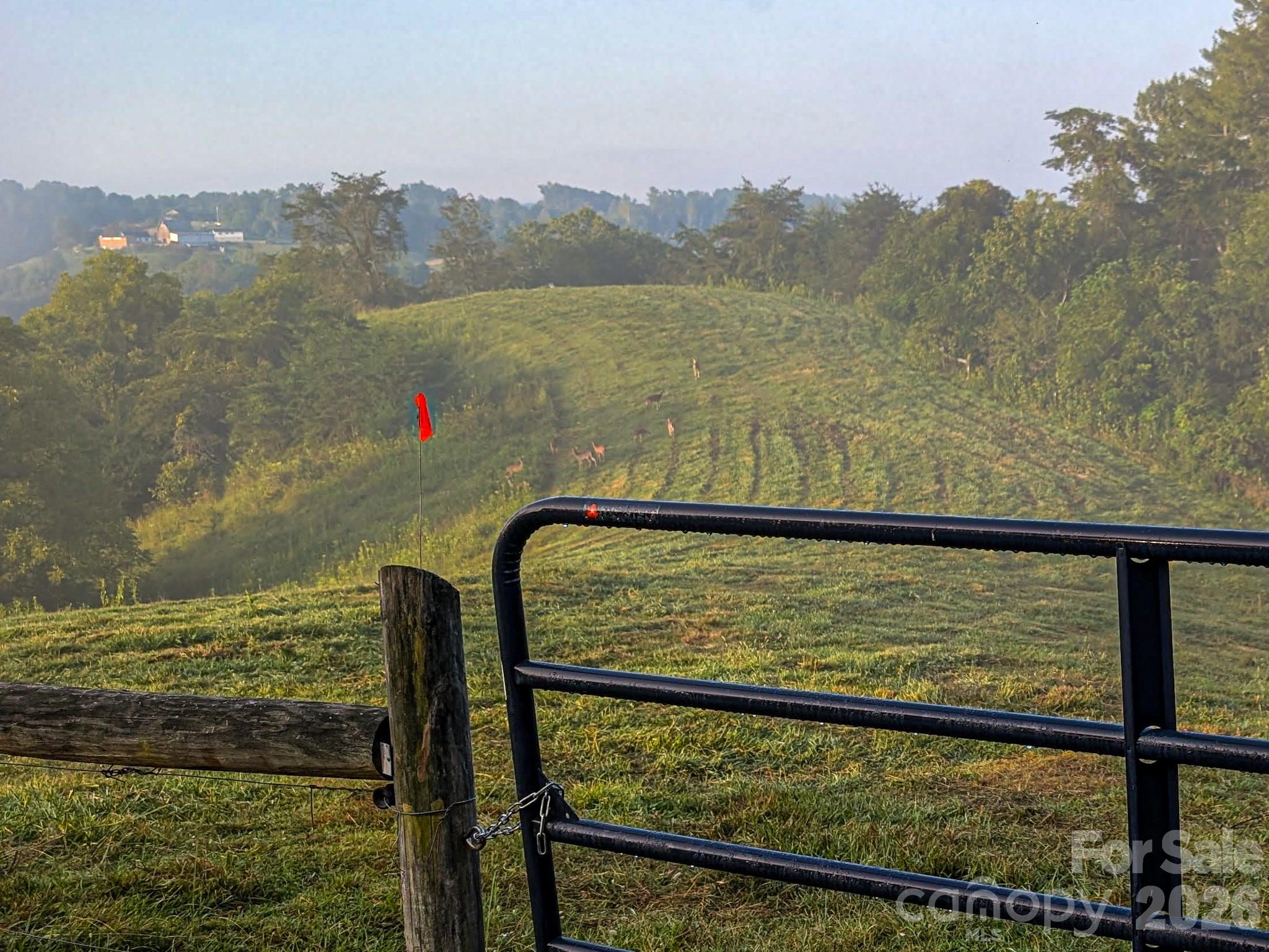 Early morning dear and turkey are everywhere out here. - 99999 Boulder Road, Marshall