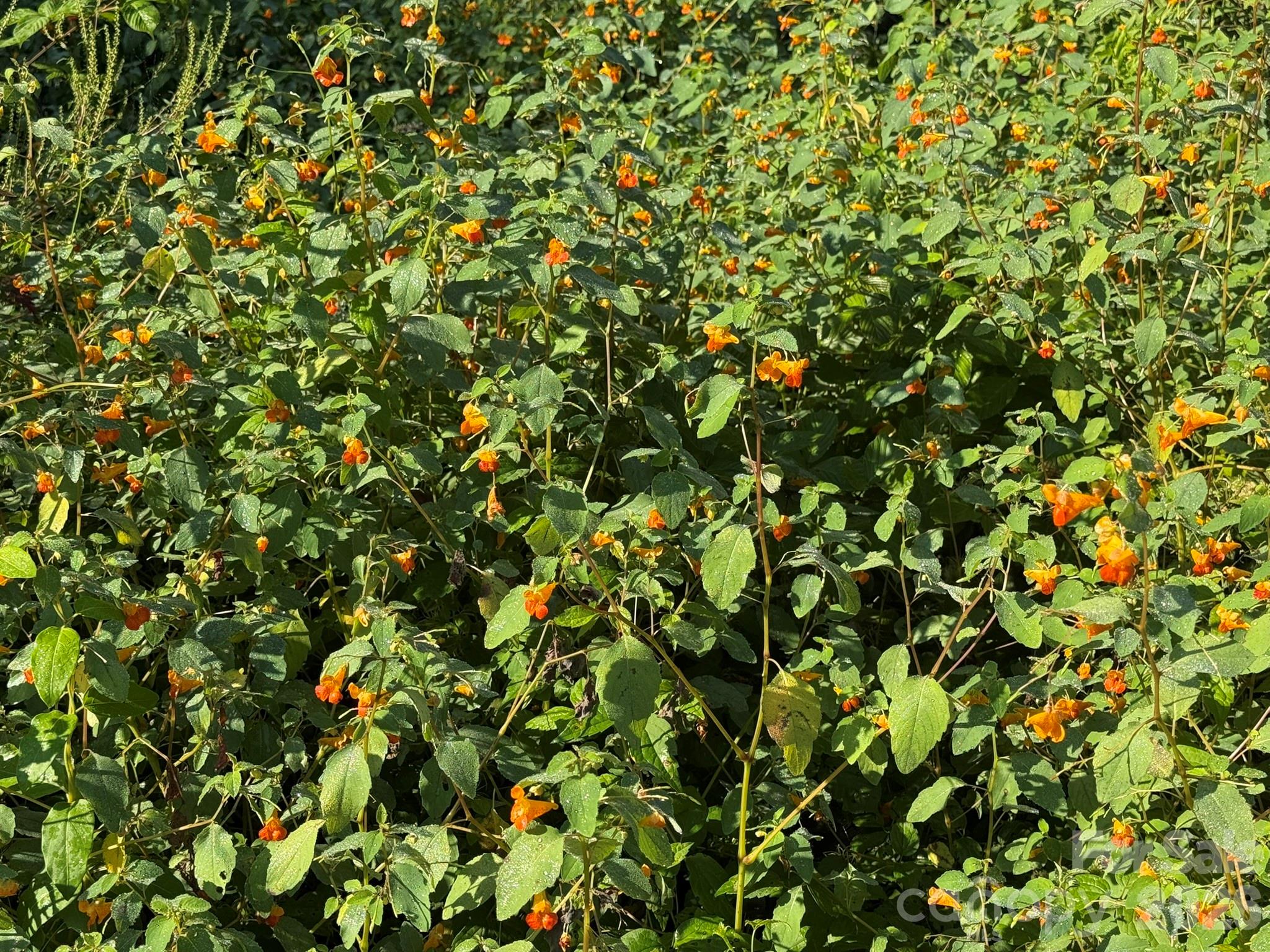 Attracts Hummingbirds - 907 Epley Drive, Marion