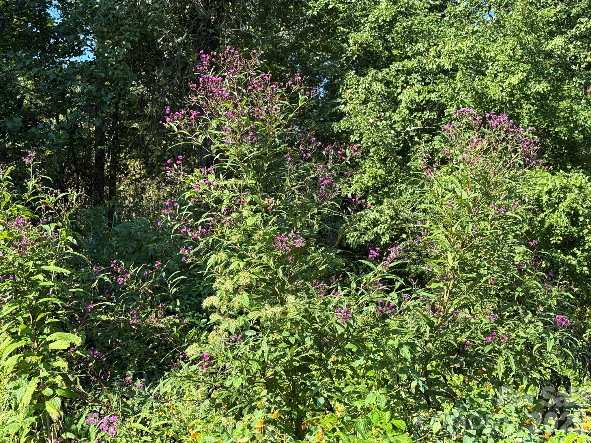 Attracts Hummingbirds - 907 Epley Drive, Marion