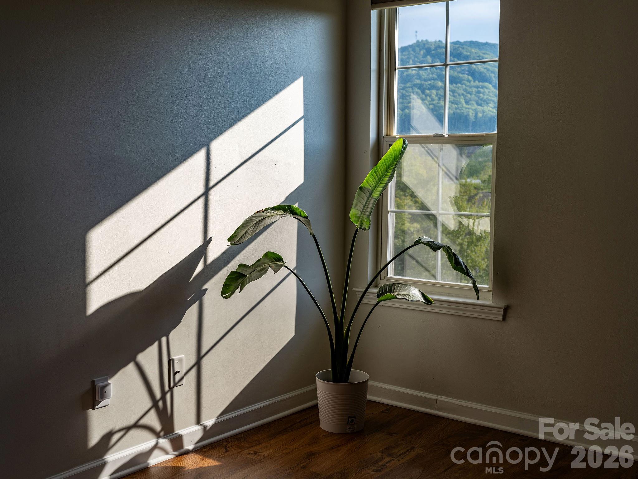That good light. - 4702 Breakers Lane, Asheville