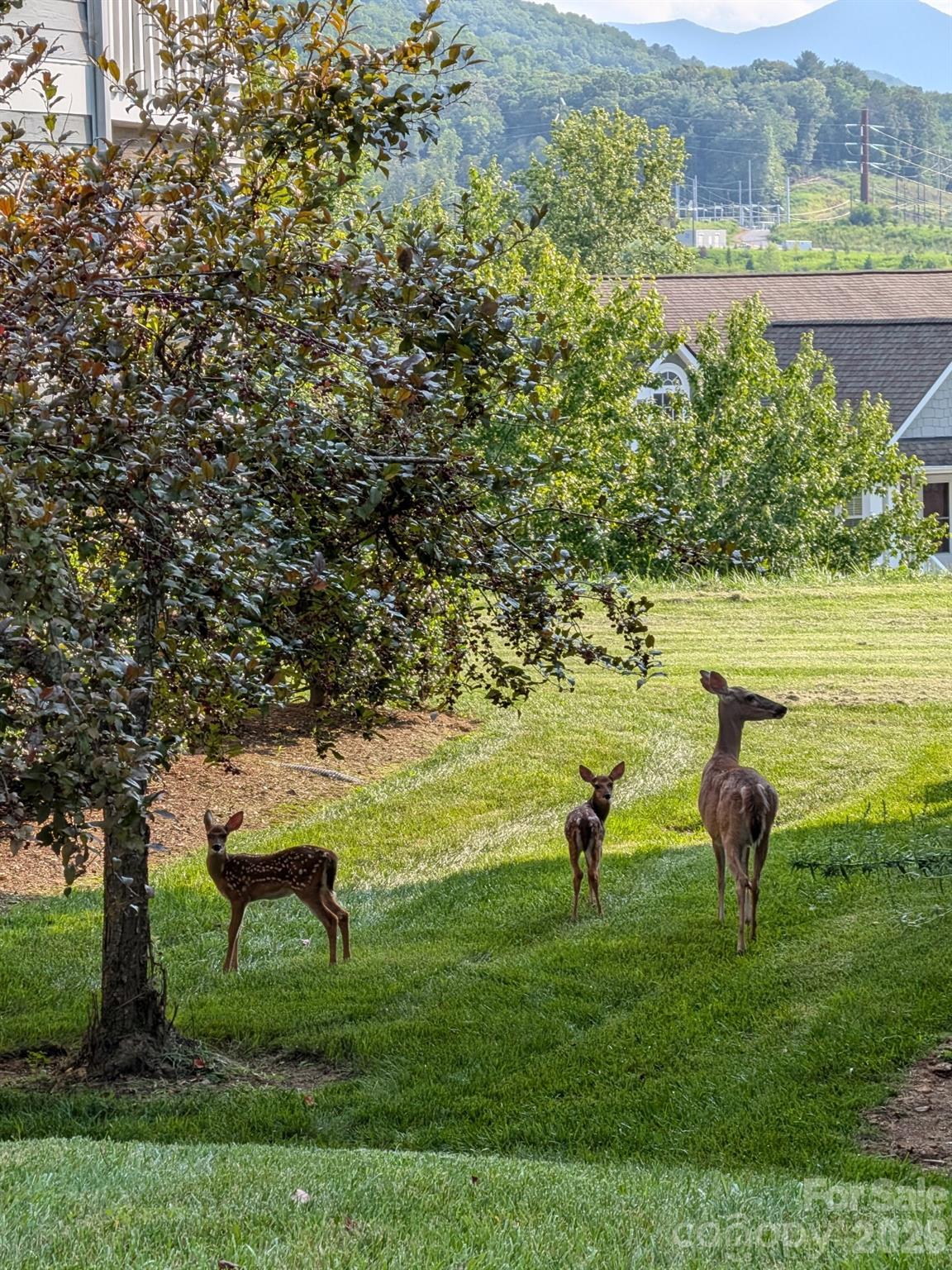 Deer in your backyard for neighbors! - 4702 Breakers Lane, Asheville