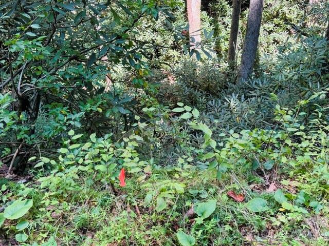Acreage at TBD Jane Lane, Hendersonville, photo 32 of 41