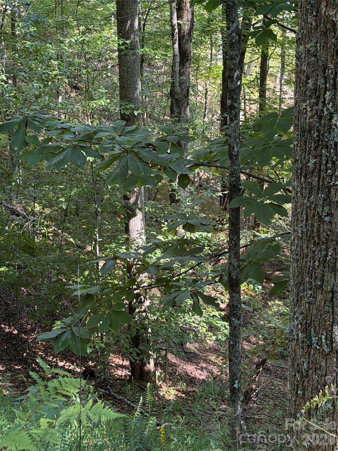 Lot at 38 Gardenside Lane, Mars Hill, photo 4 of 18
