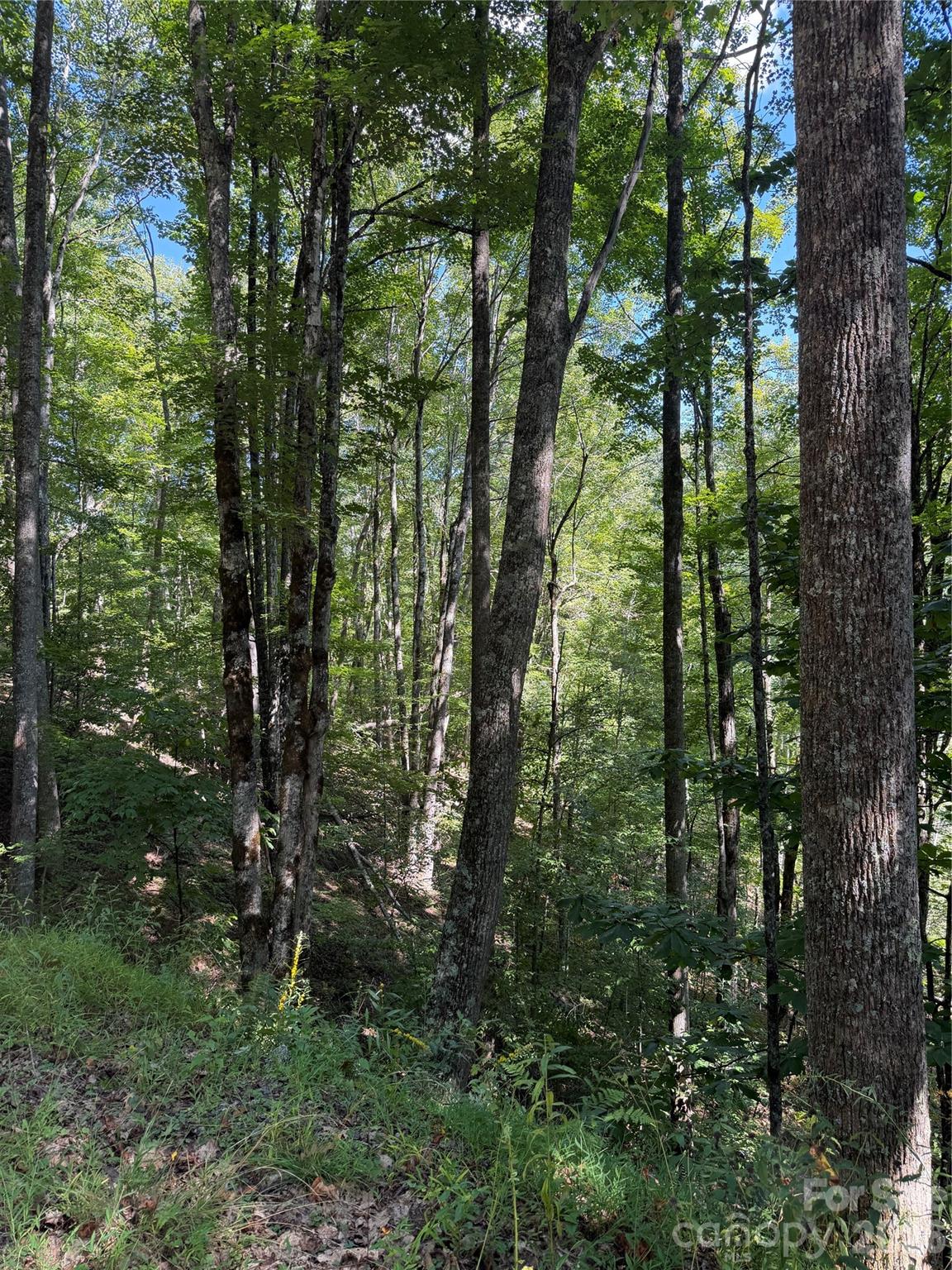 Lot at 38 Gardenside Lane, Mars Hill, photo 5 of 18