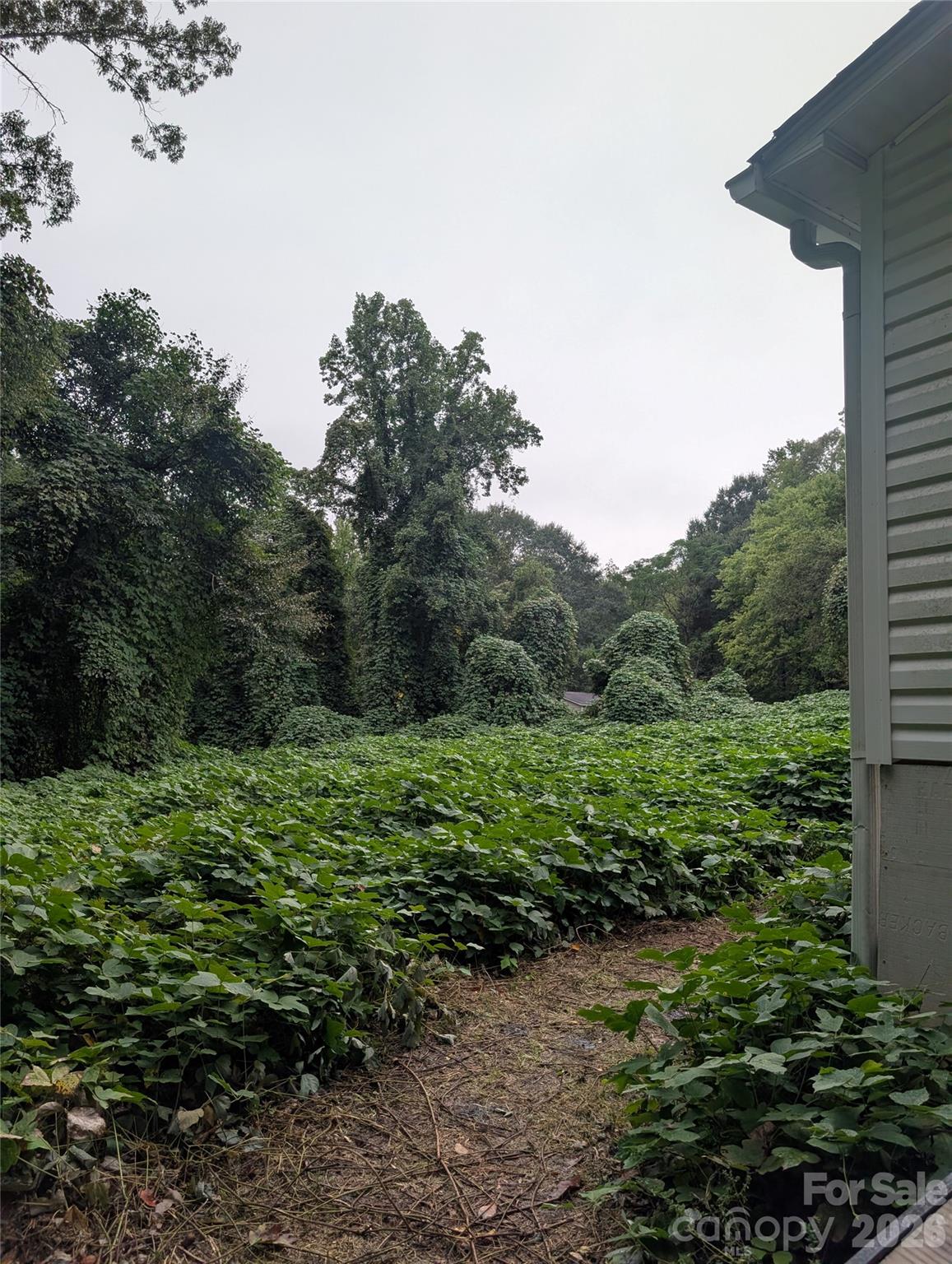 back yard, lots of kudzu - 5732 Daybrook Court, Stanley
