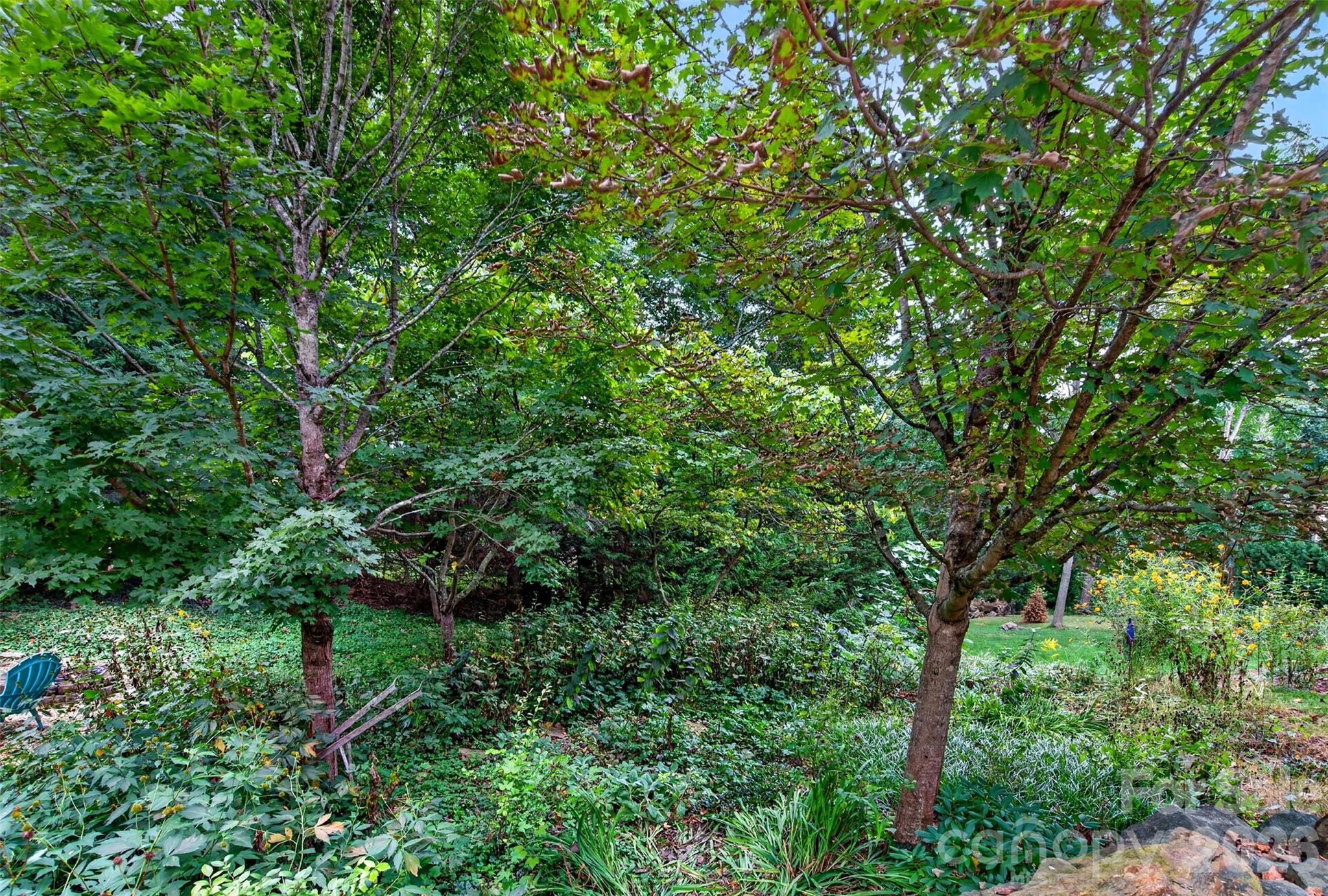 Backyard goes way back - 18 Sulphur Springs Road, Asheville