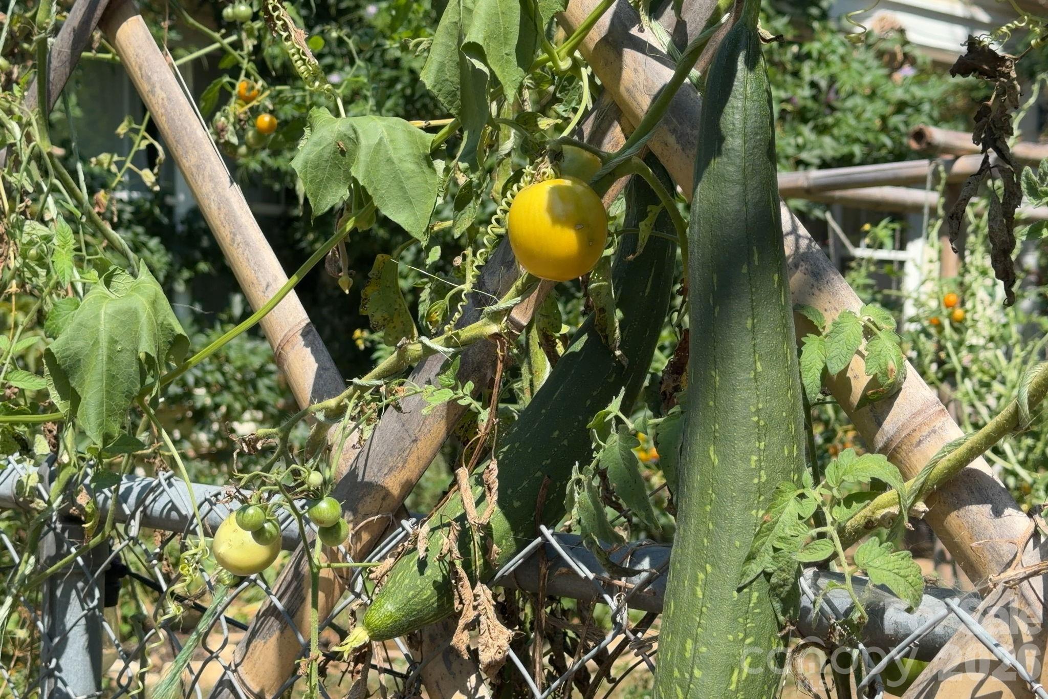 Abundant Vegitables - 201 Logan Avenue, Asheville