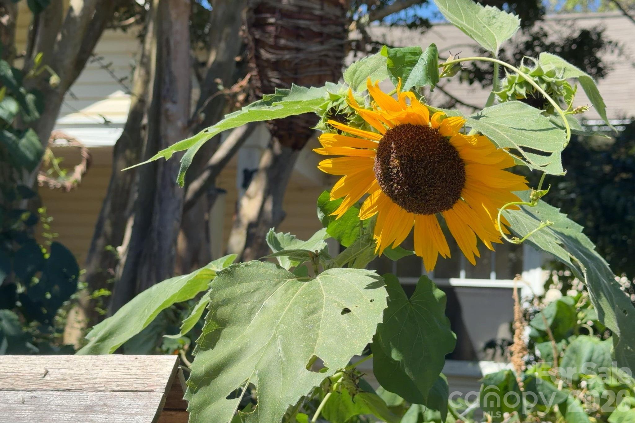 Sunflowers - 201 Logan Avenue, Asheville