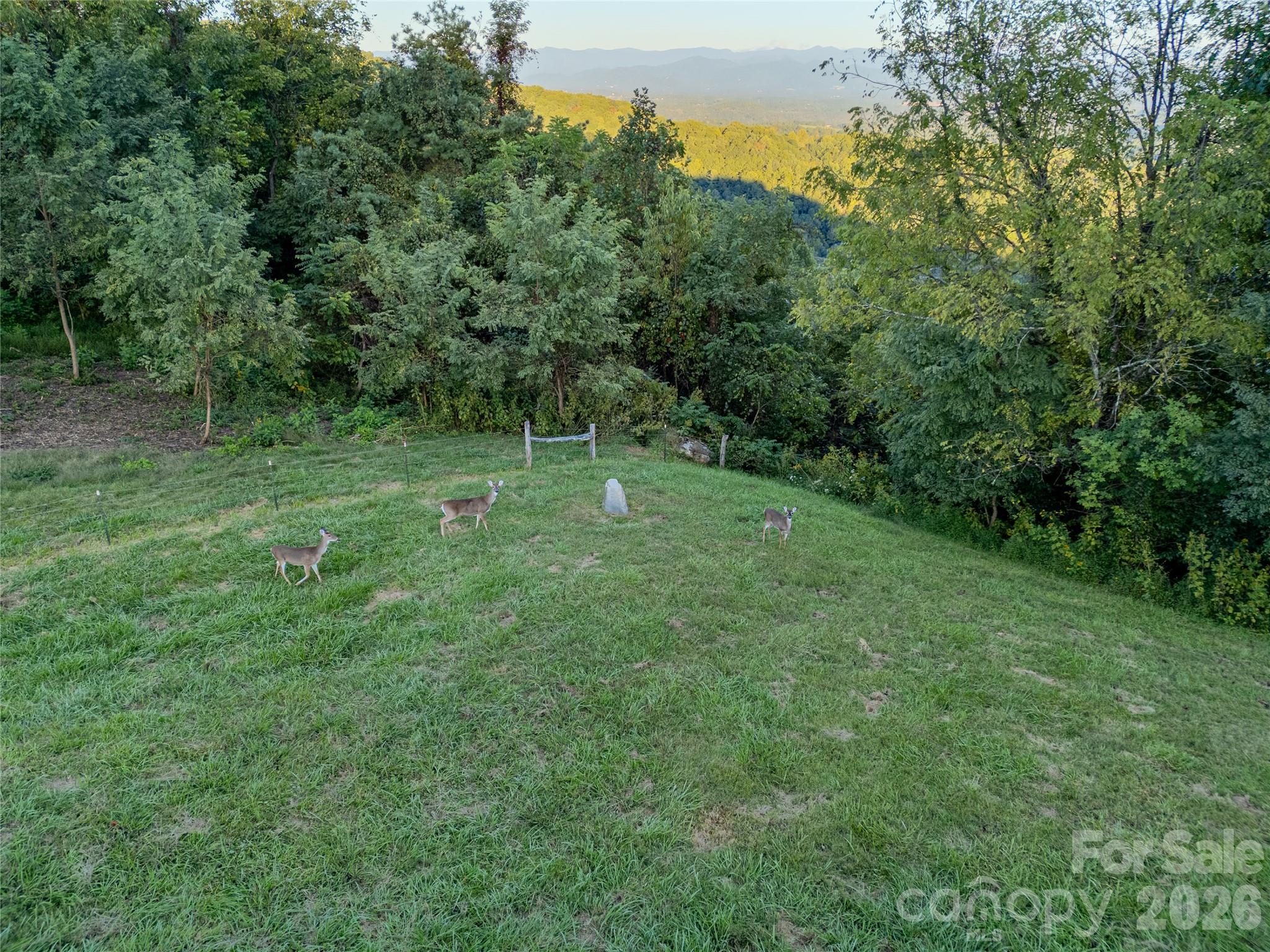 Abundance of Wildlife-Whitetail Deer - 1045 & 1047 Graham Road, Marshall