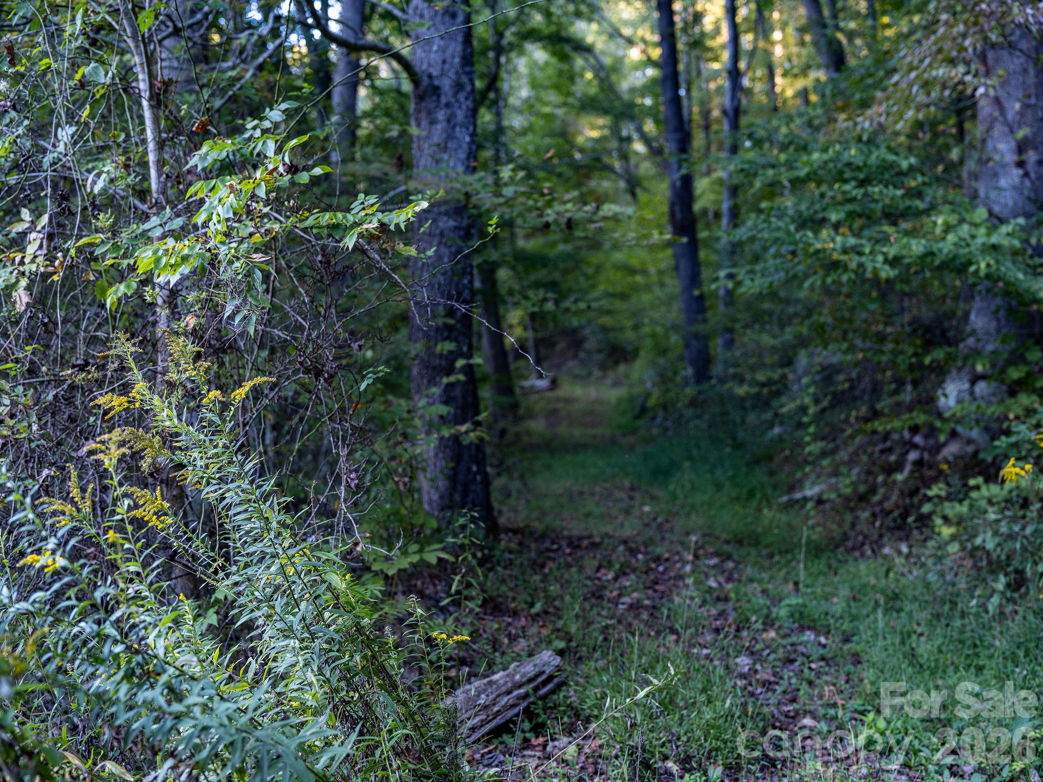 The logging road. - 1102 Price Town Road, Clyde