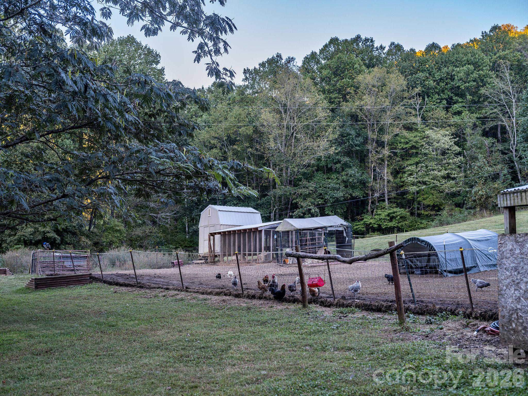 "The Barnyard" - home to chickens, peafowl, sheep, livestock guardian dogs, and emus. - 1102 Price Town Road, Clyde