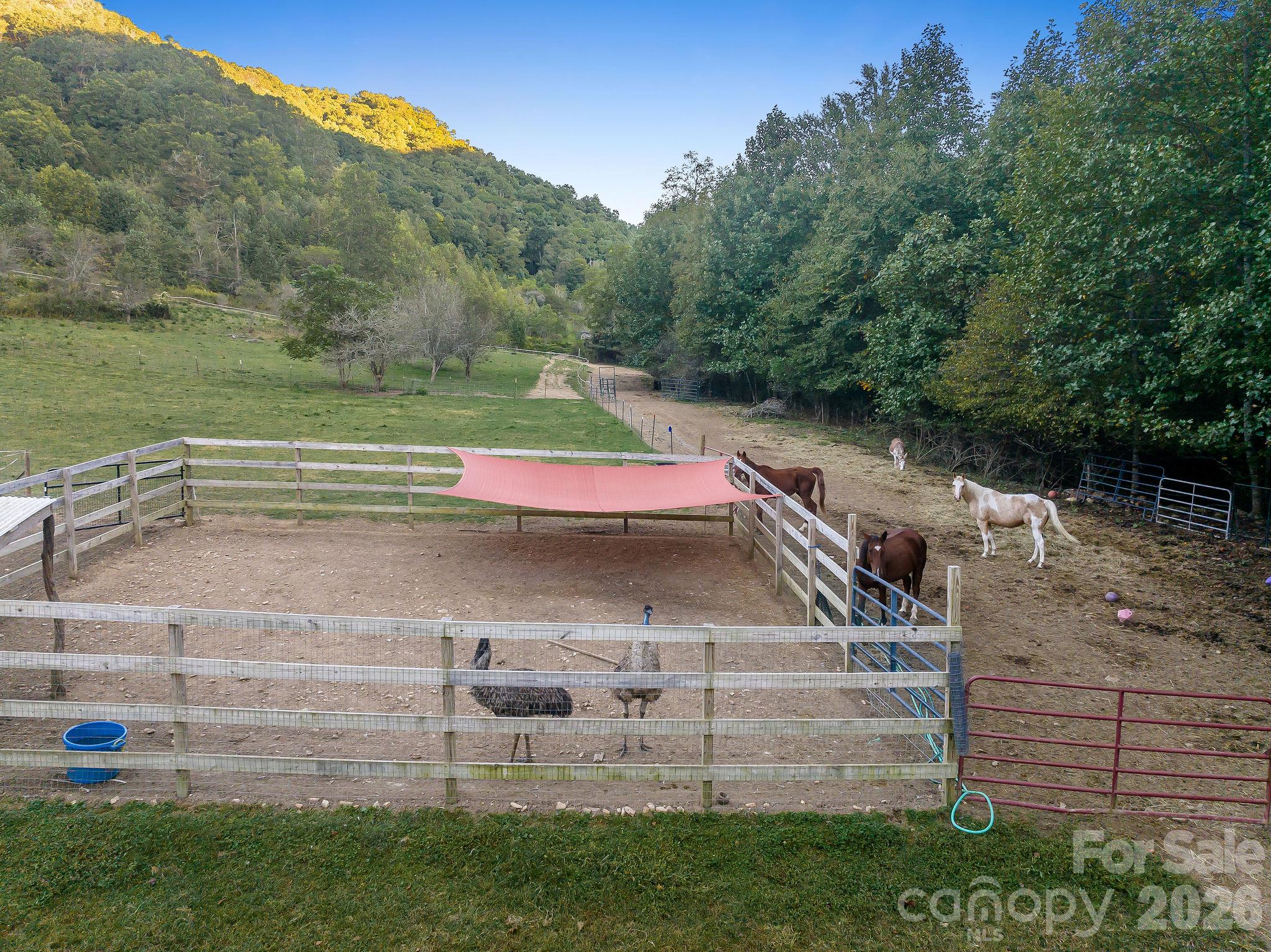 This pen has been used for wild horses but now houses emus. - 1102 Price Town Road, Clyde