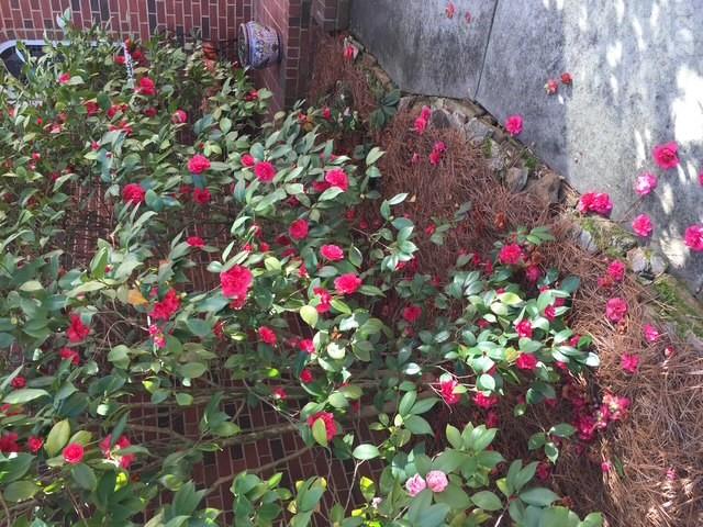 Front entrance with beautiful camellias - 10417 Newberry Park Lane, Charlotte