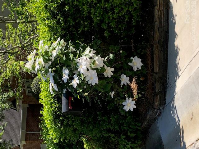 Blooming Flowers at the mailbox - 10417 Newberry Park Lane, Charlotte