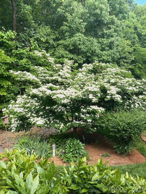 Blooming dogwood in back yard - 10417 Newberry Park Lane, Charlotte