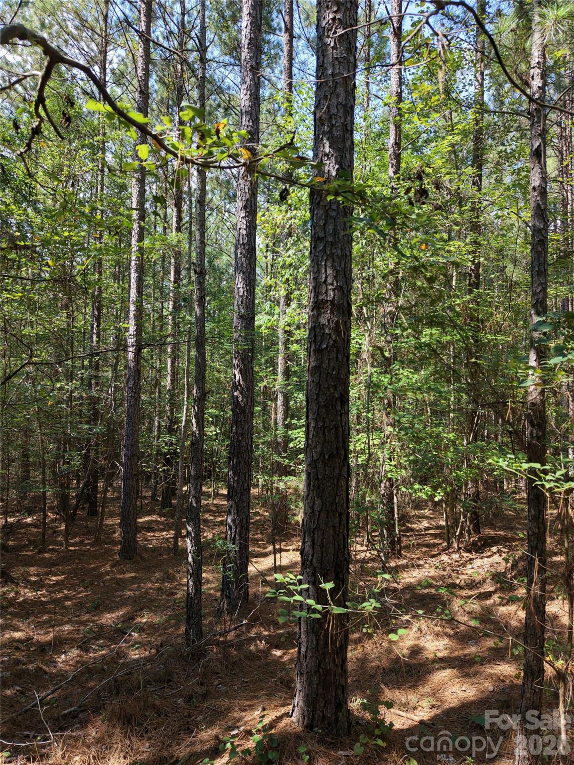 Acreage at TBD NC HWY 109 None N, Wadesboro, photo 20 of 37