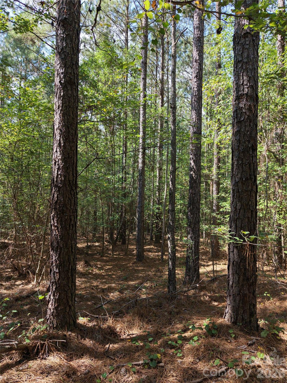 Acreage at TBD NC HWY 109 None N, Wadesboro, photo 21 of 37