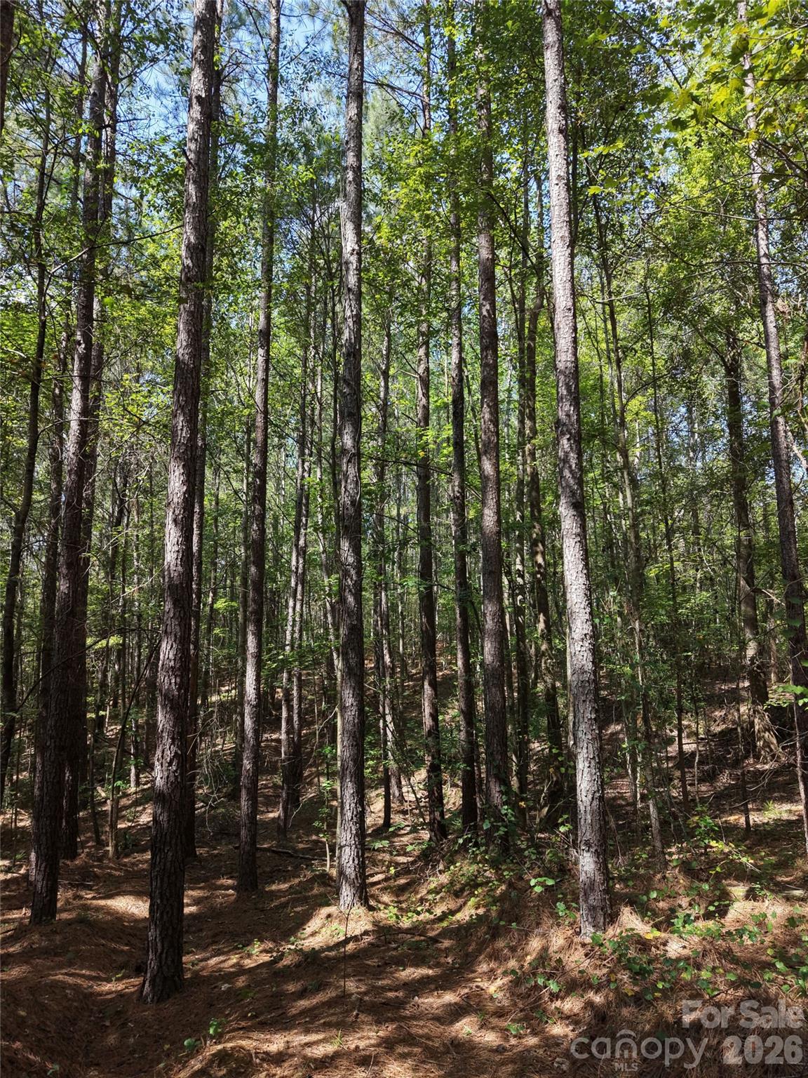 Acreage at TBD NC HWY 109 None N, Wadesboro, photo 23 of 37